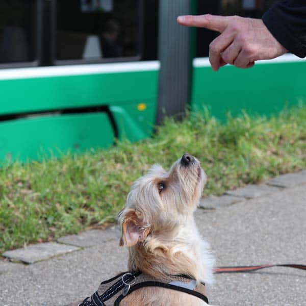 hundeschule basel mit eugenia luna